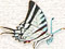 ein kleiner Schmetterling
