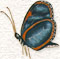 ein kleiner Schmetterling